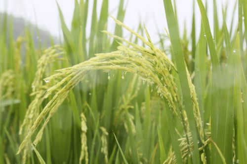 農(nóng)科人員冒雨指導(dǎo)水稻生產(chǎn)，科技力量護航惠州糧食安全